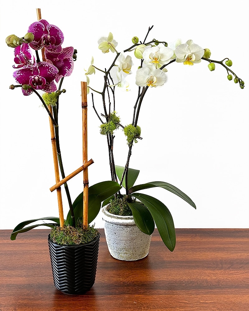 12 Month - Plant of the Month Club in La Jolla CA - Adelaide's