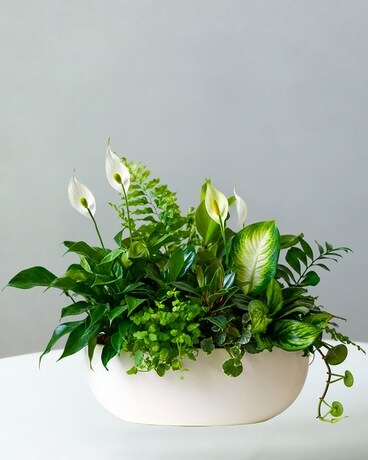 Sympathy Plants - Spathiphyllum, Dieffenbachia, Crotons, Dish Gardens,  Flowering Baskets