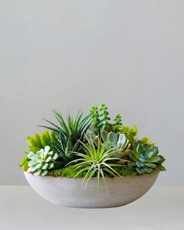 Sympathy Plants - Spathiphyllum, Dieffenbachia, Crotons, Dish Gardens,  Flowering Baskets