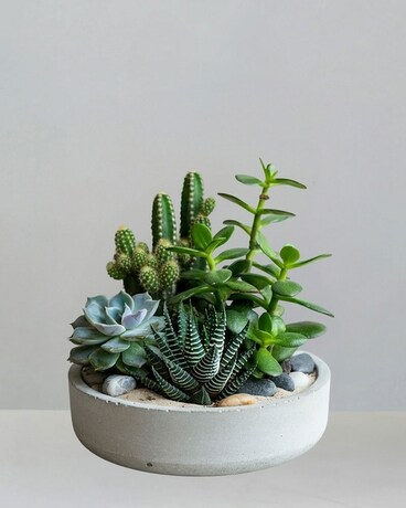 bird's nest snake plant Bird's Nest Snake Plant