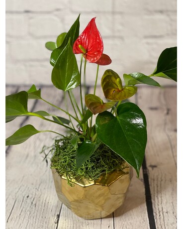 Pretty Anthurium Flower Arrangement