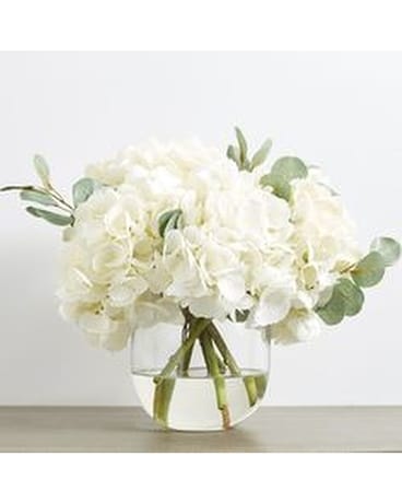 Bloom Hydragea Flowers