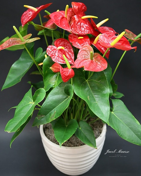 20 in planter pot H Potter 20