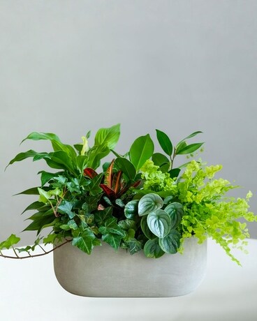 Green Plants - Crotons, Dieffenbachia, Spathiphyllum, Live Green