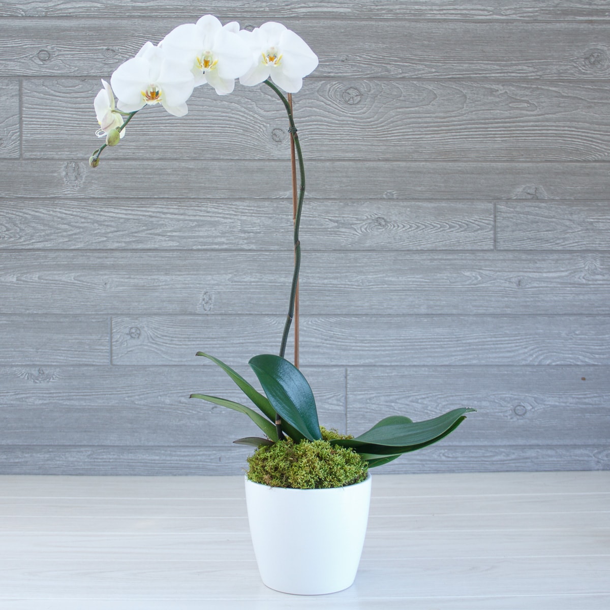 ORCHID SINGLE STEM IN CERAMIC in Greenwich CT - McArdle's Floral