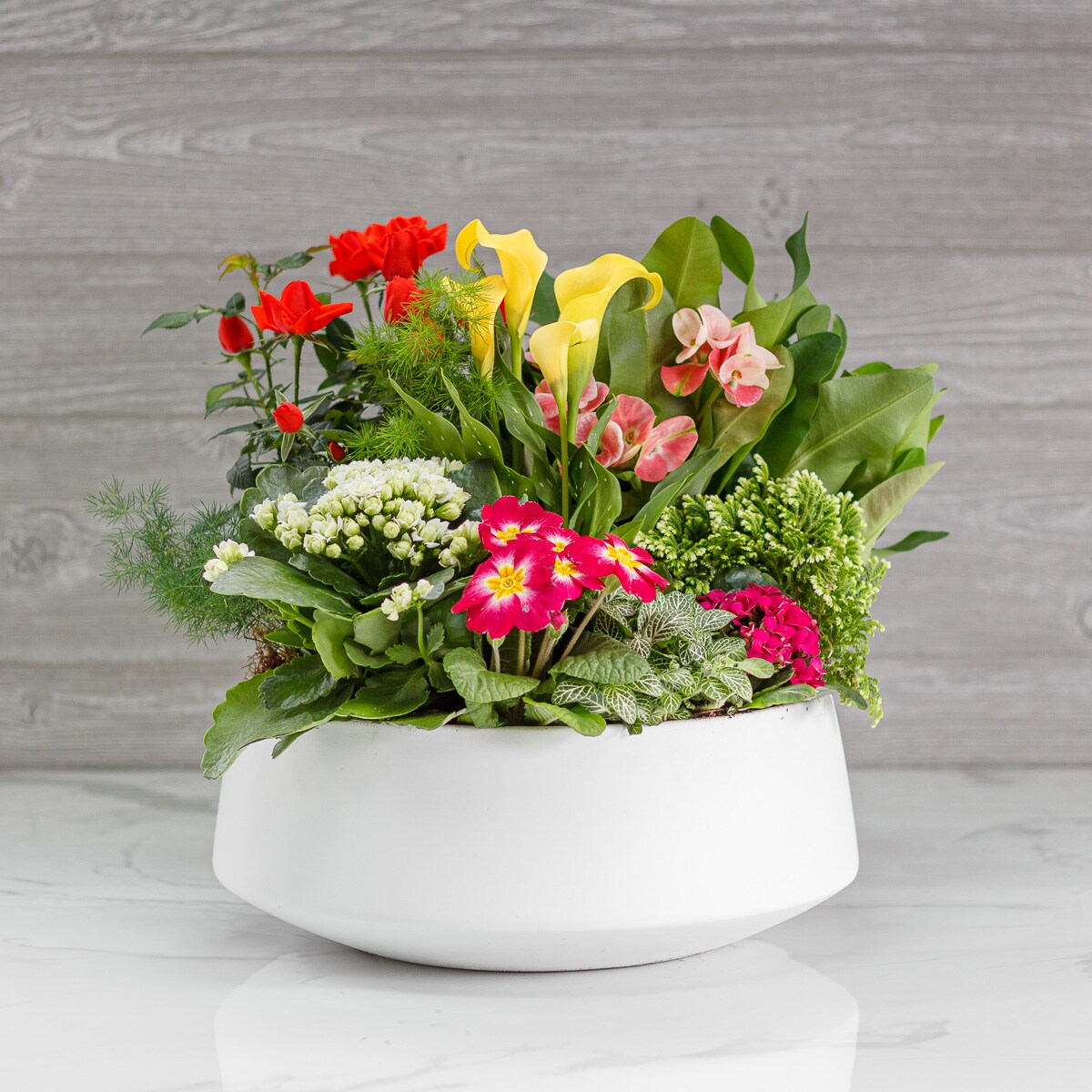 All Indoor Plants Delivery Greenwich CT - McArdle's Floral