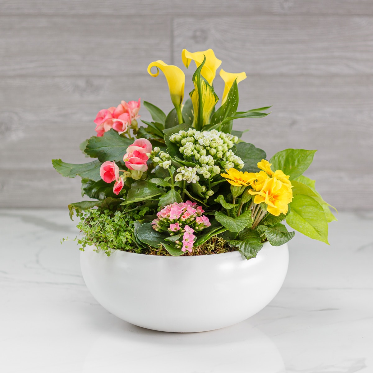 All Indoor Plants Delivery Greenwich CT - McArdle's Floral & Garden Design