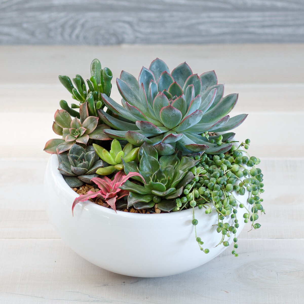 Succulents Delivery Greenwich CT - McArdle's Floral & Garden Design