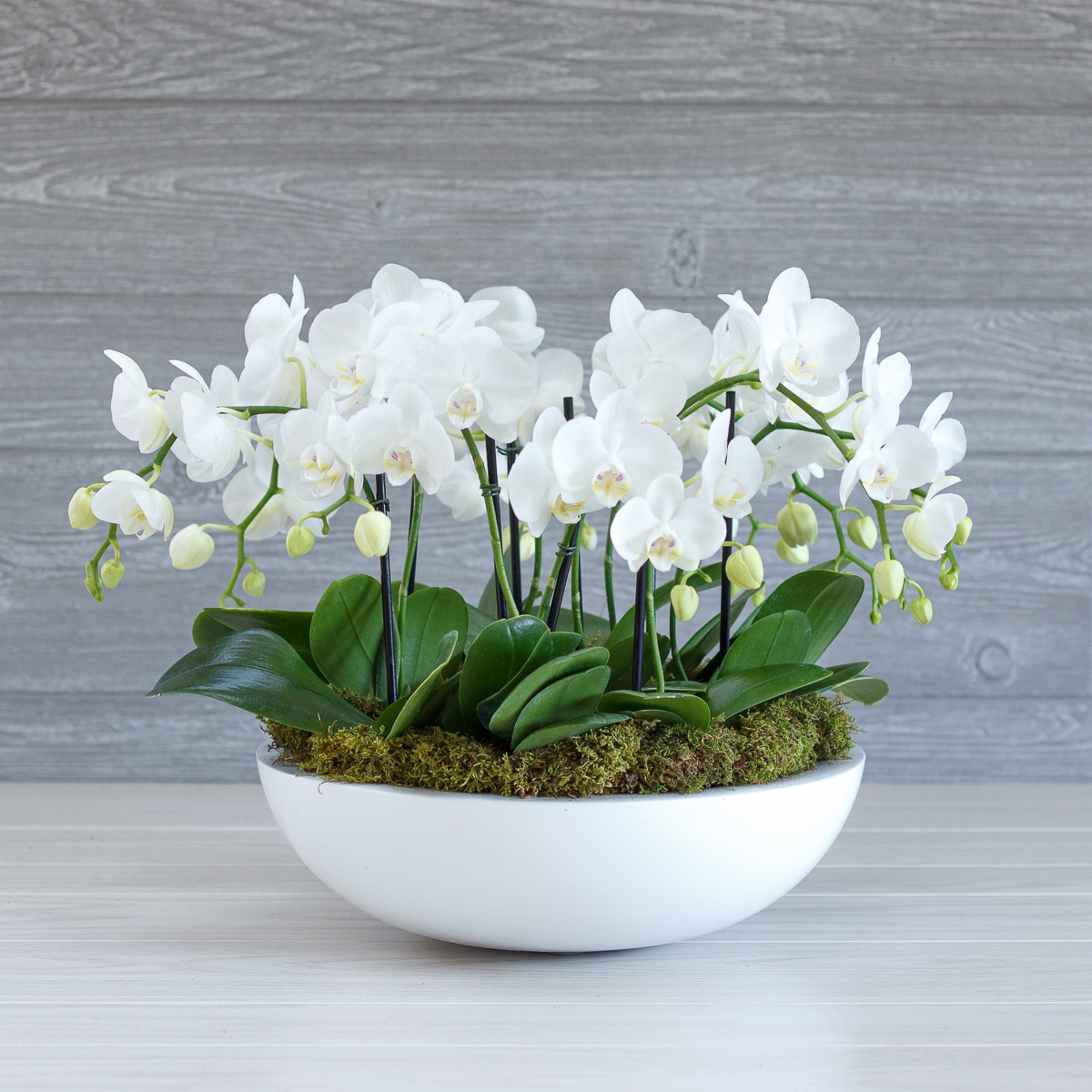20 Orchid & Succulent Garden in Decorative Pot | Tabletop Floral Arrangements
