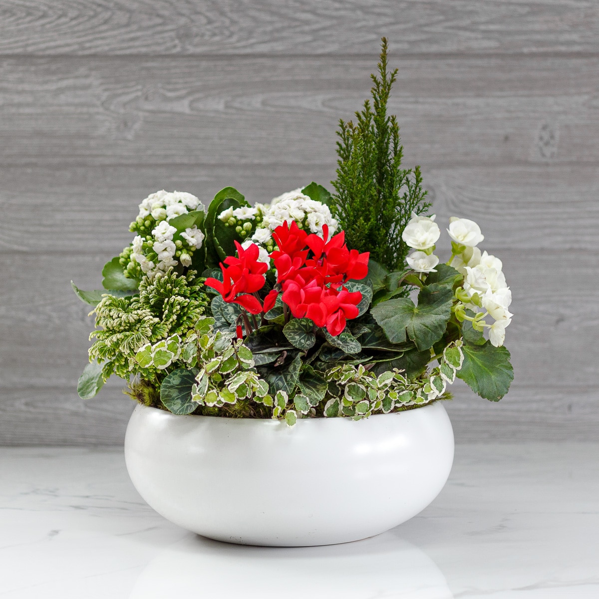 Blooming Plants Delivery Greenwich CT - McArdle's Floral & Garden