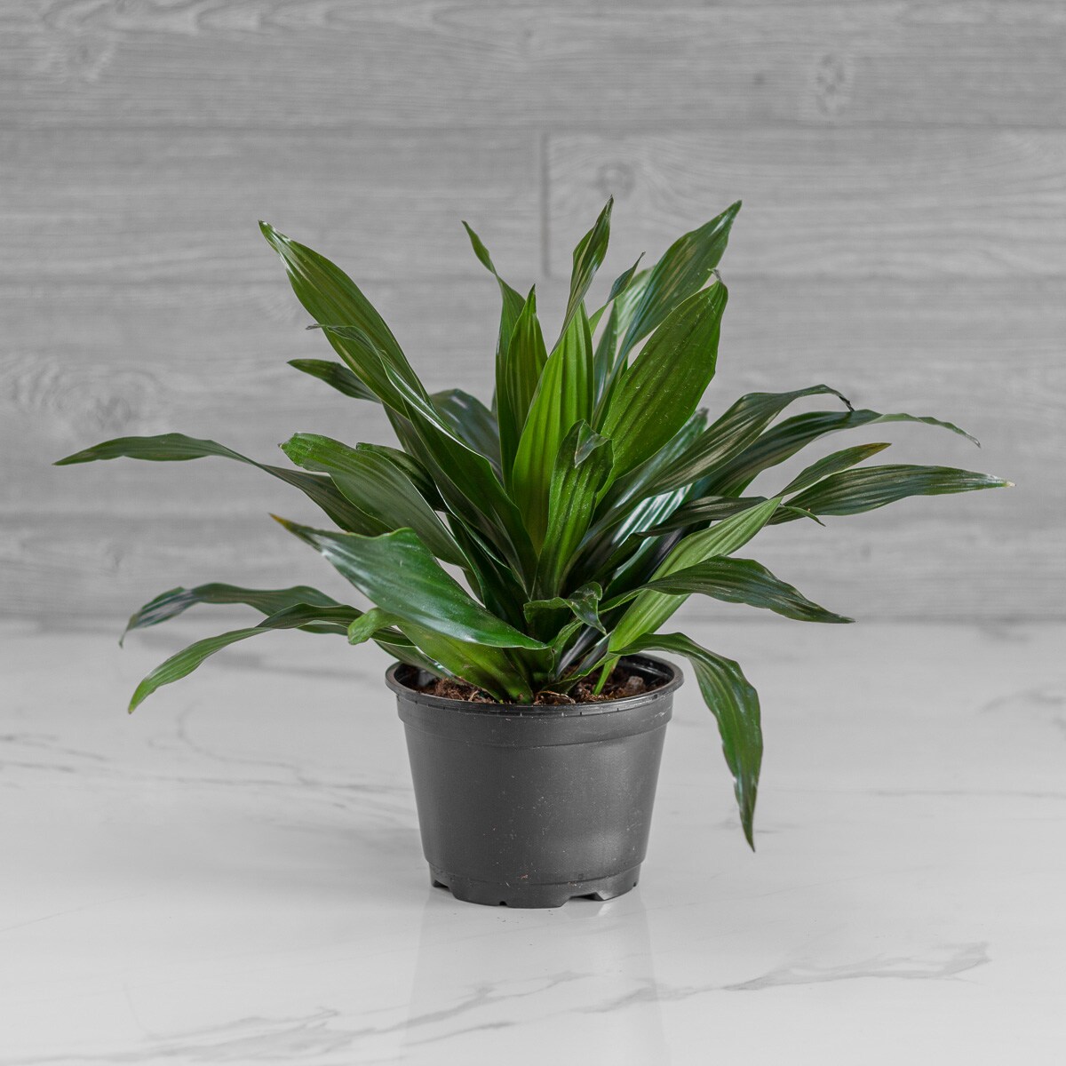dracaena fragrans victoriae Dracaena Fragrans 'Victoria White' Plant main image 1