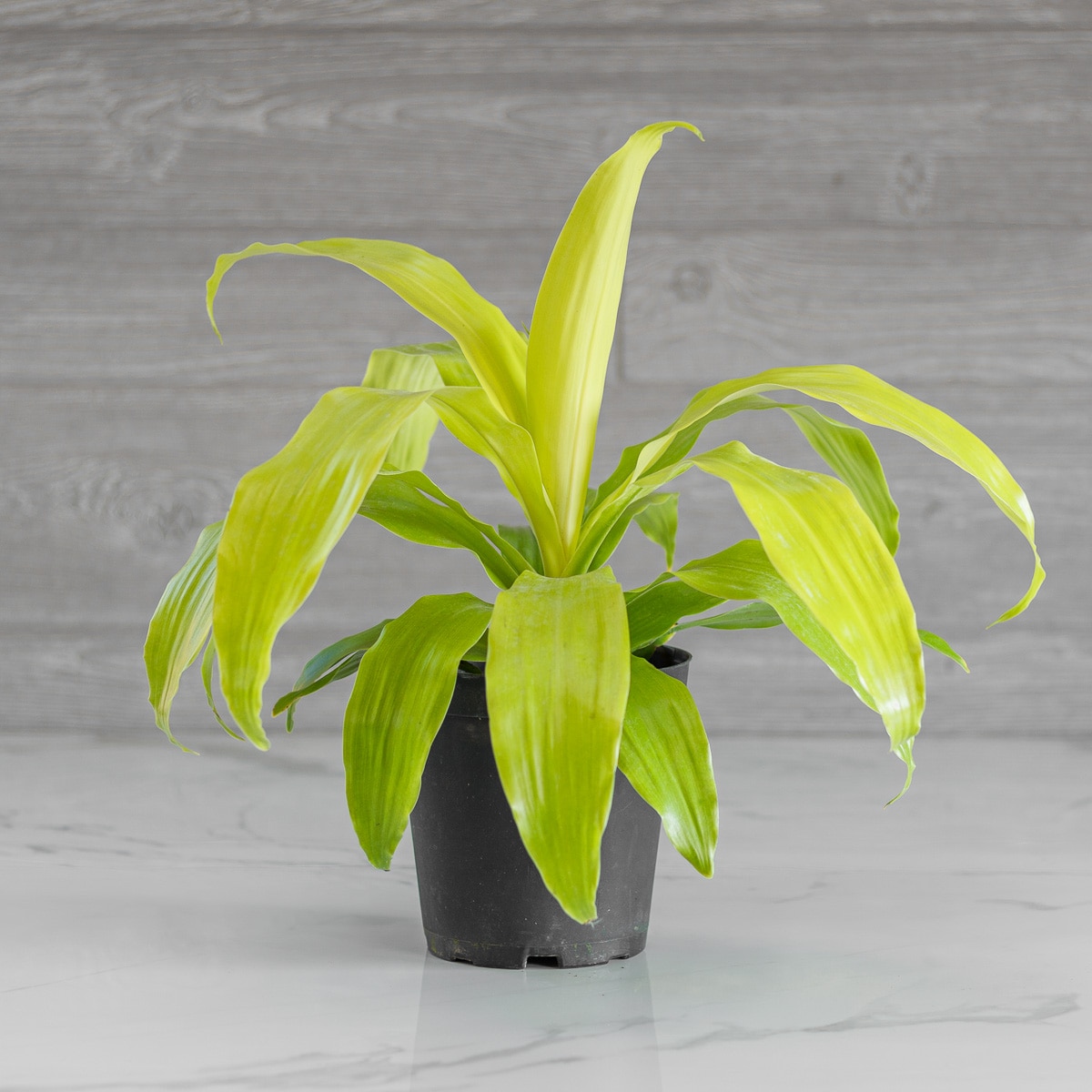 Dracaena Limelight 6"