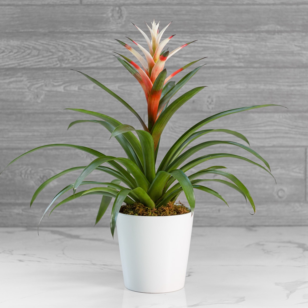 Bright-Indirect Light Plants - McArdle's Floral & Garden Design