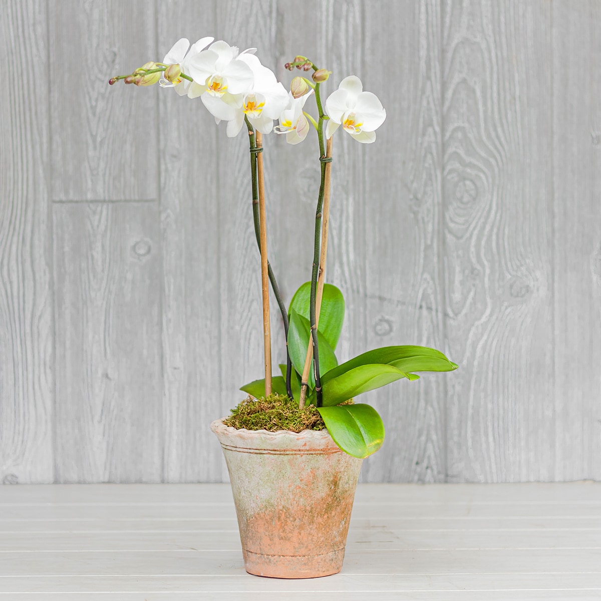 Indoor Plant Best Sellers Delivery Greenwich CT - McArdle's Floral