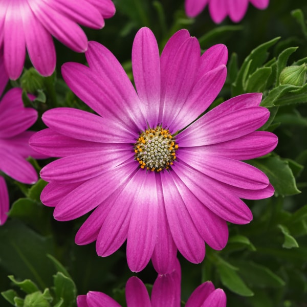 Osteospermum 'Zion™ Pink Orbit' in Greenwich CT - McArdle's Floral ...