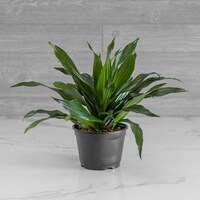 calathea koty Medium Calathea Vittata