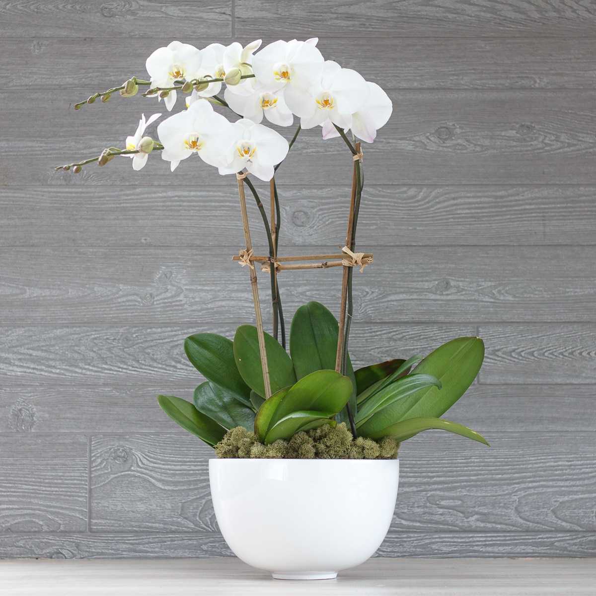 Orchid Triple Stem in Fiberglass in Greenwich CT - McArdle's