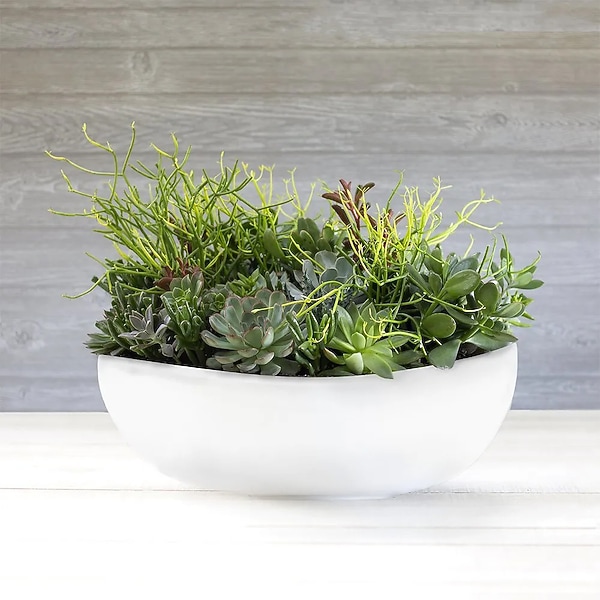 where to buy zz plant ZZ Plant, Buy Zamioculcas Zamiifolia Live Indoor Houseplant Online 4