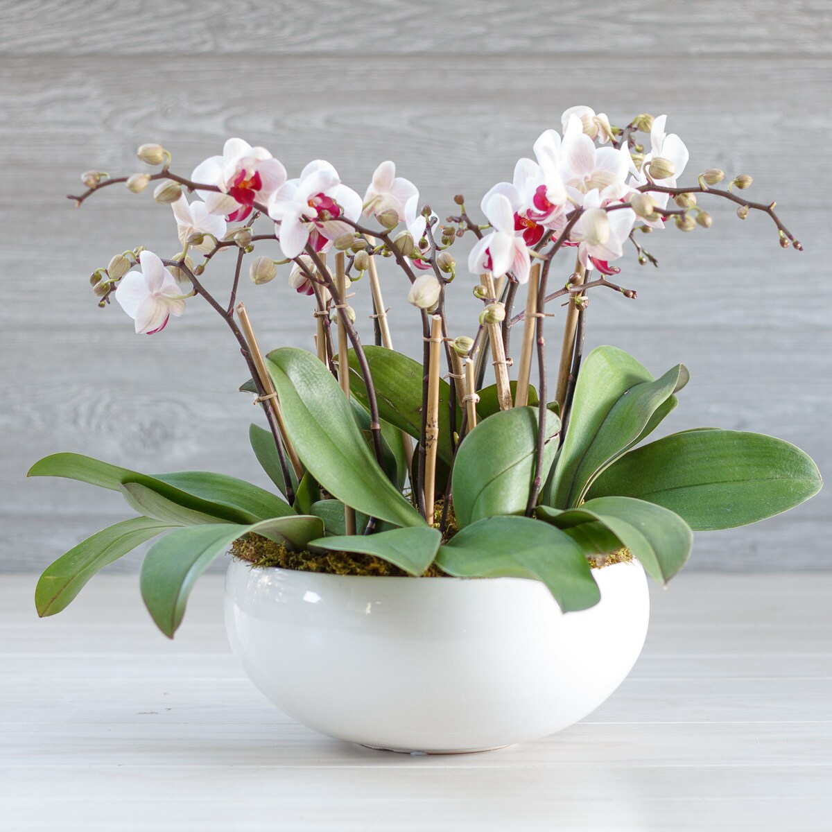 Mini Orchid Garden in White Ceramic Medium in Greenwich CT