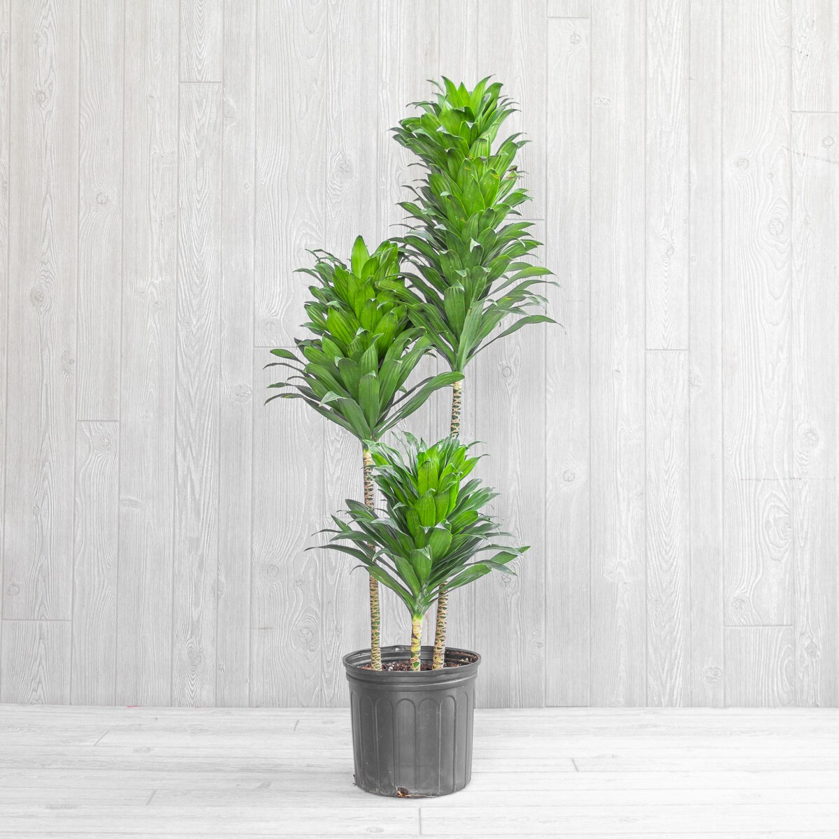 グルーデコ♡カメリア Dracaena 'JC Compacta' Cane (Dragon Tree) 12