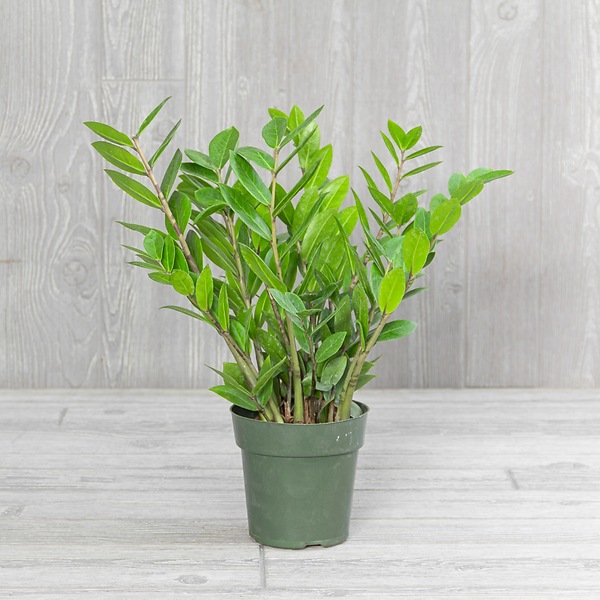 zimmerpflanze bergpalme XXL Bergpalme 90–100 cm – Chamaedorea elegans Zimmerpflanze | Mexikanische  Bergpalme main image 0