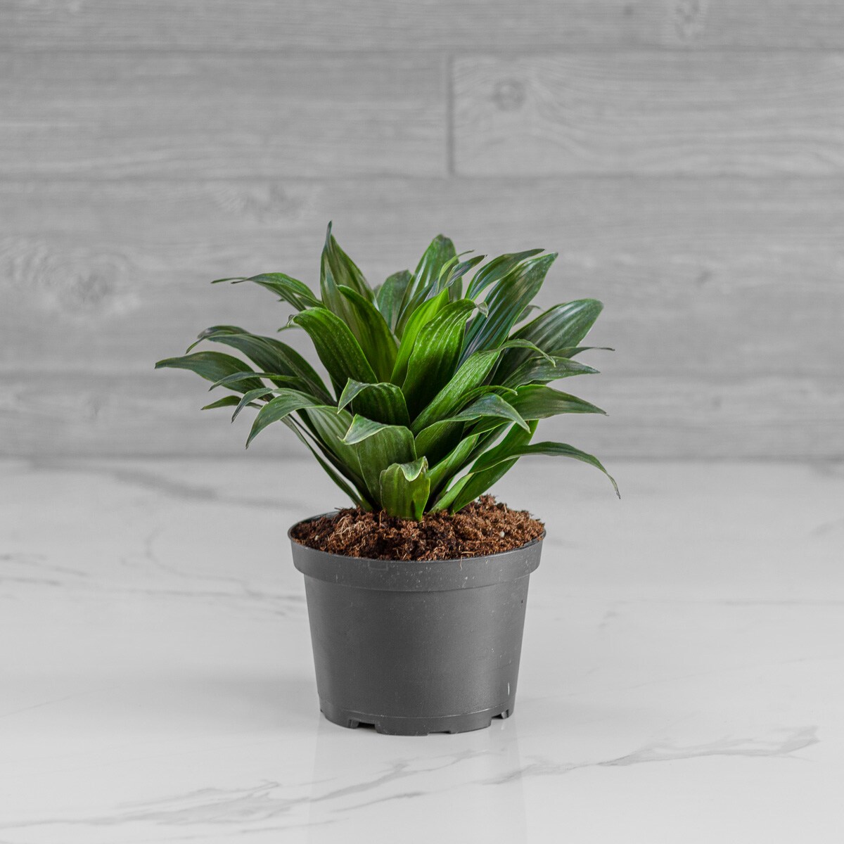 black monstera Monstera Deliciosa Houseplants, Medium in Bubblegum