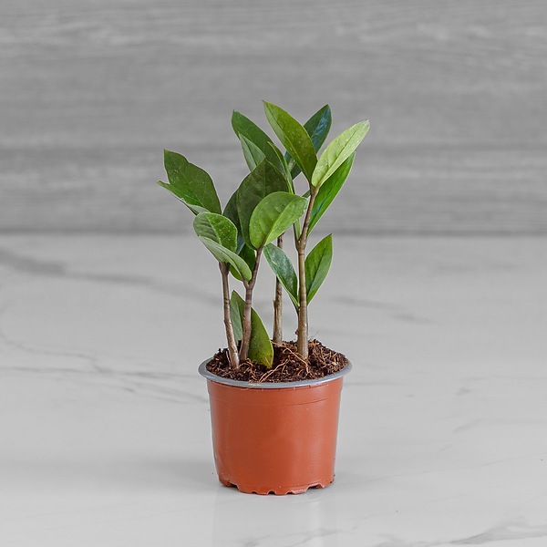 ZAMIOCULCAS (ZZ PLANT) 4"