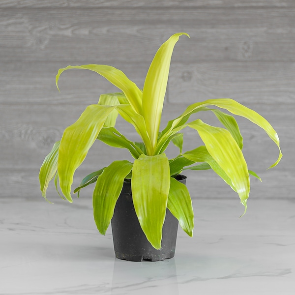 Dracaena Limelight 6"