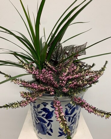 Dish Garden in a Blue and White Ceremic Pot Plant