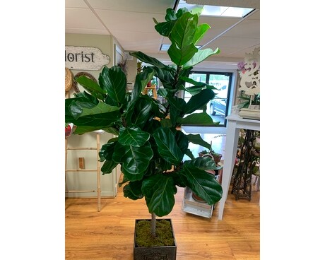 Large Fiddle Leaf Fig Flower Arrangement