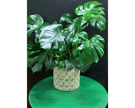 Beautiful Monstera Flower Arrangement
