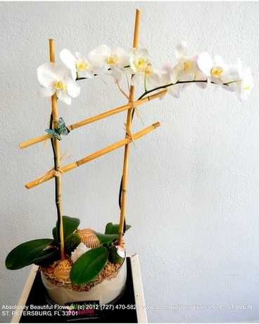 Orchids on the Beach Flower Arrangement