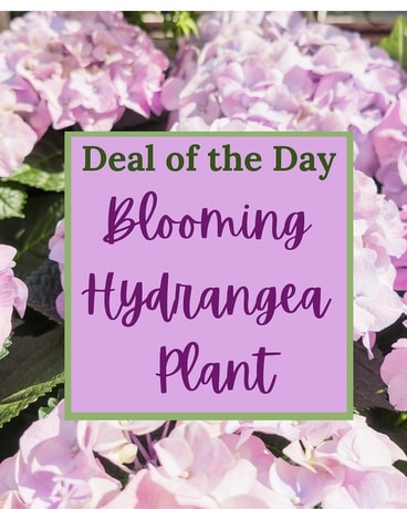 Deal of the Day - Blooming Hydrangea Flower Arrangement