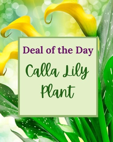 Deal of the Day - Calla Lily Plant Flower Arrangement