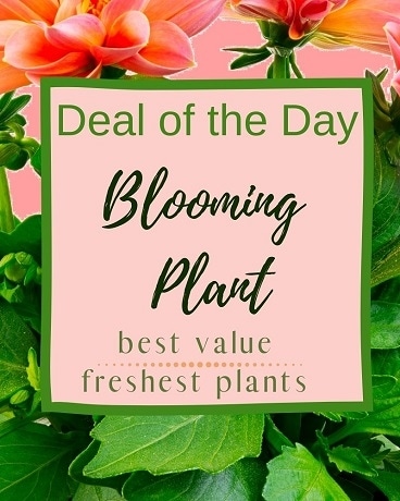 Blooming Plant Deal of the Day Flower Arrangement
