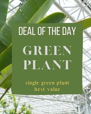 Green Plant Deal of the Day Flower Arrangement