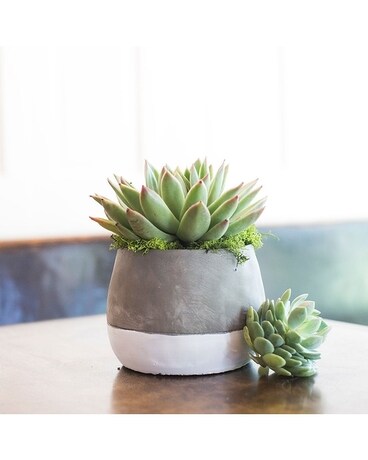 Sassy Succulents Flower Arrangement