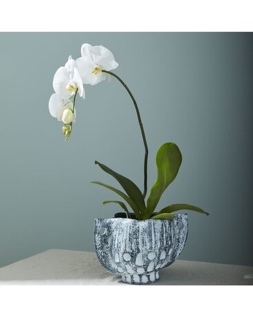Adrift Orchid Plant Plant