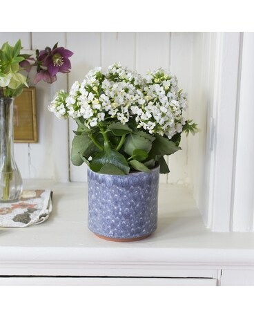 Blooming Kalanchoe Plant Plant