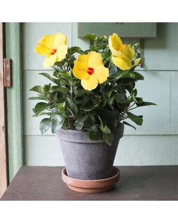Happy Hibiscus Blooming Plant Plant