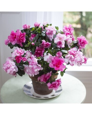 Alluring Azalea Blooming Plant Plant