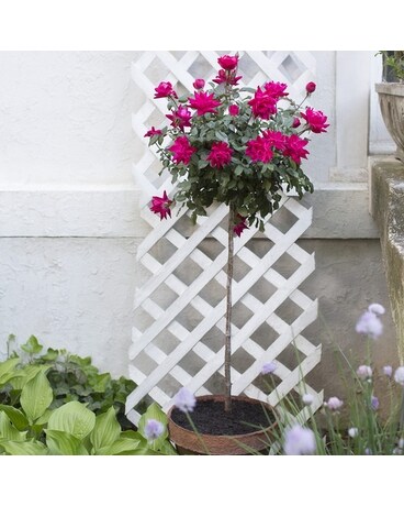 Knockout Rose Tree Blooming Patio Pot Flower Arrangement