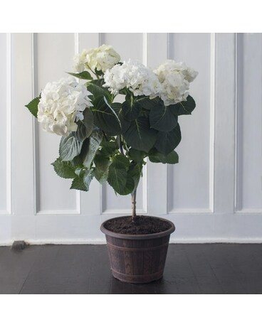 Blooming Hydrangea Tree Plant