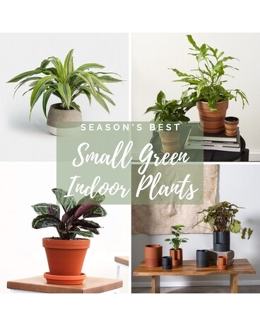 Season's Best Indoor Green Plants Flower Arrangement
