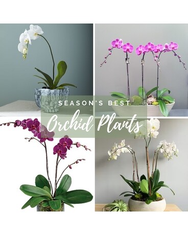 Season's Best Orchid Planters Flower Arrangement