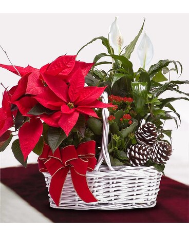 Poinsettia Garden Basket Basket Arrangement