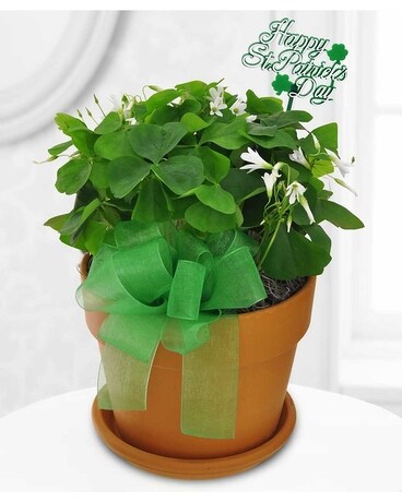 Shamrock Plant Flower Arrangement