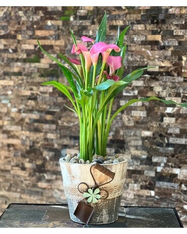 Easter Lily Plant