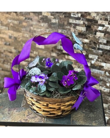 Flowers & More African Violets And Butterflies Plant