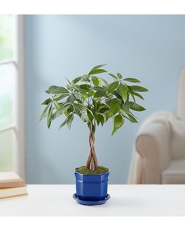 Flowers & More Money Tree Plant